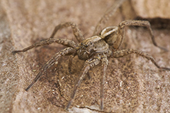 Alopecosa cuneata wildlife spider photos by www.wildlifephotos.biz