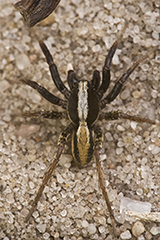 Alopecosa pulverulenta wildlife spider photos by www.wildlifephotos.biz