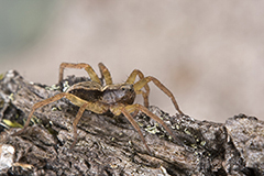 Alopecosa taeniata wildlife spider photos by www.wildlifephotos.biz