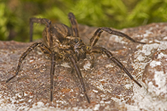 Alopecosa trabalis wildlife spider photos by www.wildlifephotos.biz