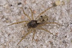 Arctosa perita wildlife spider photos by www.wildlifephotos.biz