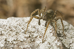 Pardosa morosa wildlife spider photos by www.wildlifephotos.biz