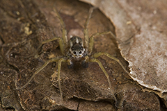 Pardosa palustris wildlife spider photos by www.wildlifephotos.biz