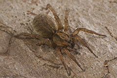 Trochosa terricola wildlife spider photos by www.wildlifephotos.biz