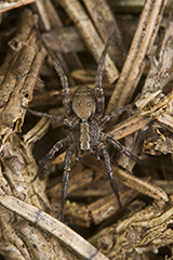 Xerolycosa miniata wildlife spider photos by www.wildlifephotos.biz